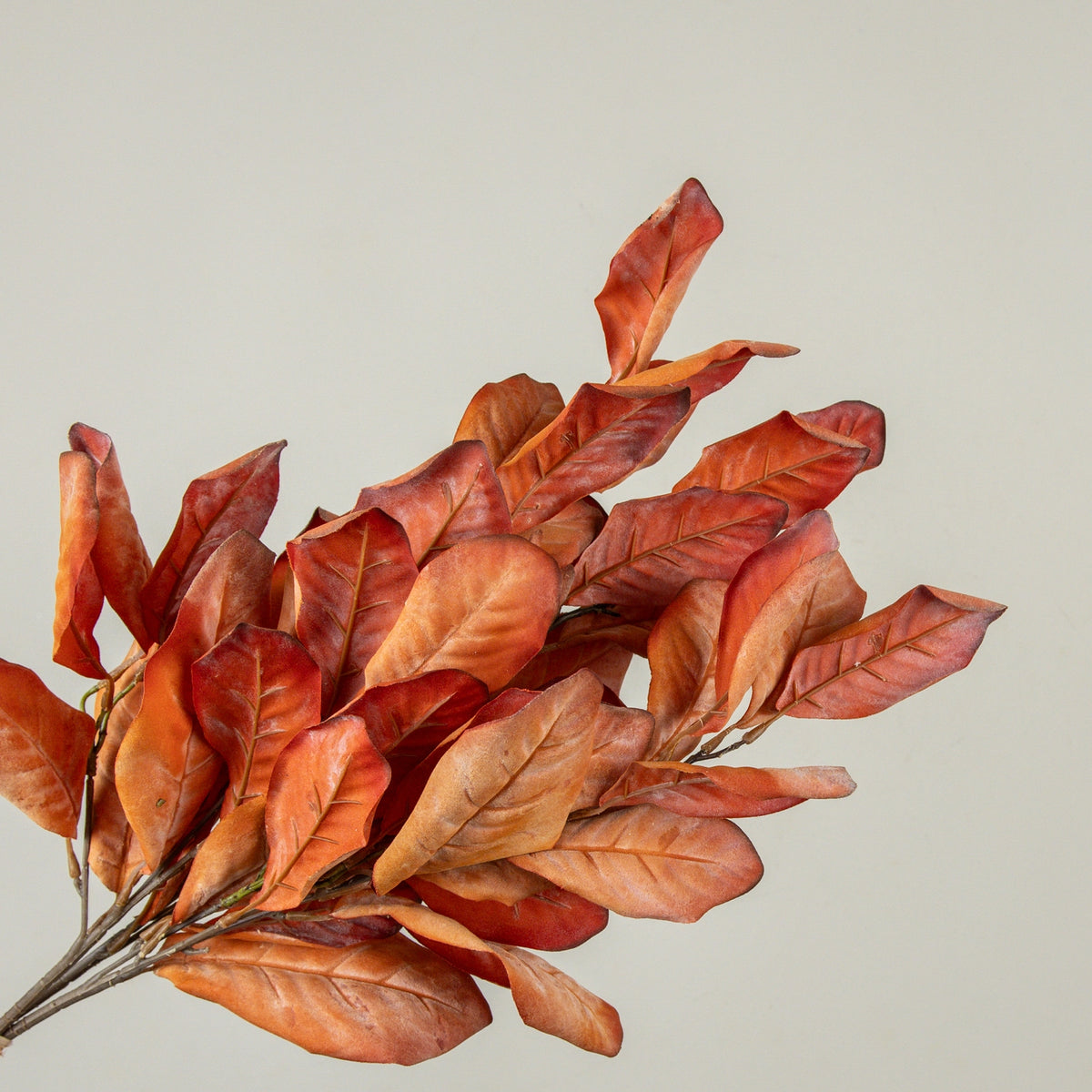 Dried Orange Magnlia Leaves Bundle