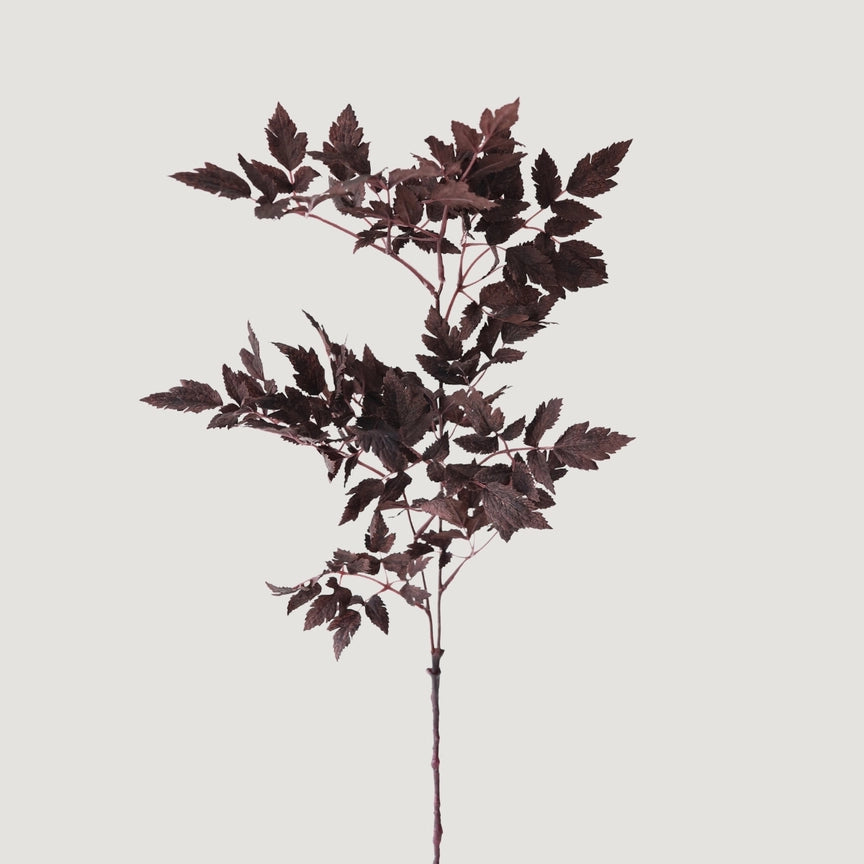 Fall Stem, Plum Cimicifuga Ramosa Leaves (Pre-Order)