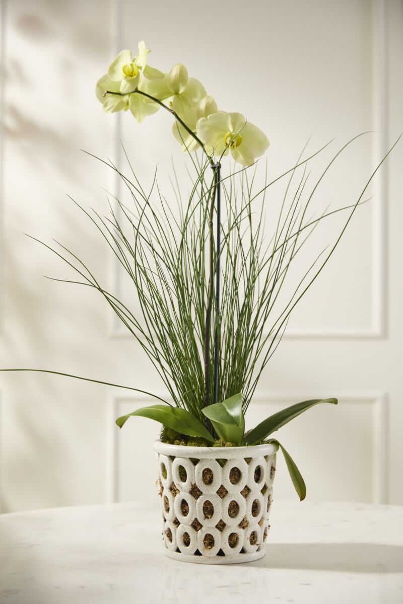Vanda Orchid Pot (Pre-Order)