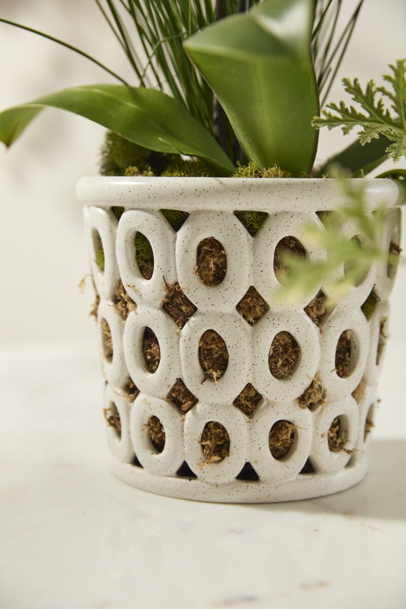 Vanda Orchid Pot (Pre-Order)