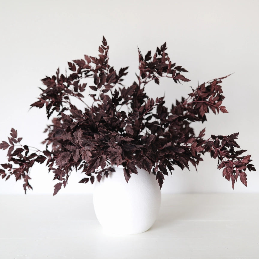 Fall Stem, Plum Cimicifuga Ramosa Leaves (Pre-Order)