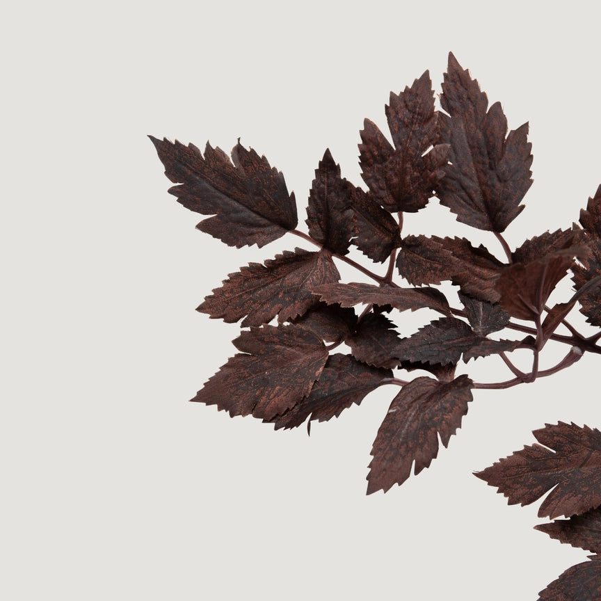 Fall Stem, Plum Cimicifuga Ramosa Leaves (Pre-Order)