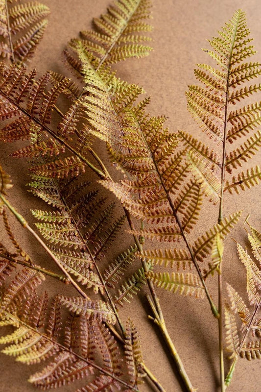 Autumn Fern Stem