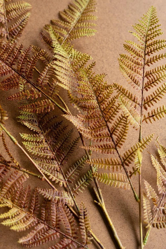 Autumn Fern Stem