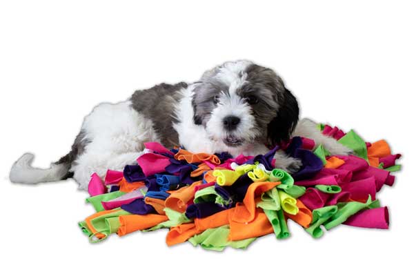Dog Toys by PawsAbilites