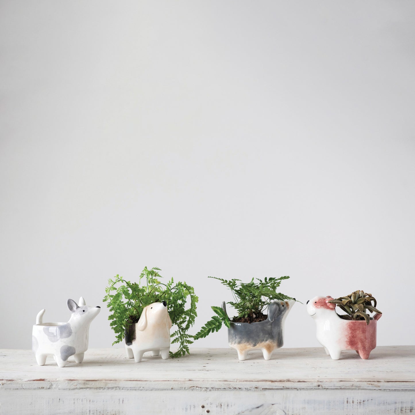 Garden- Dog days planter
