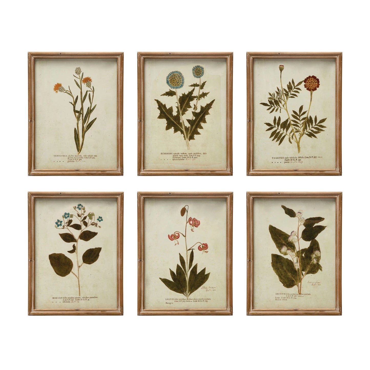 Wood Framed Glass Wall Décor w/ Botanical