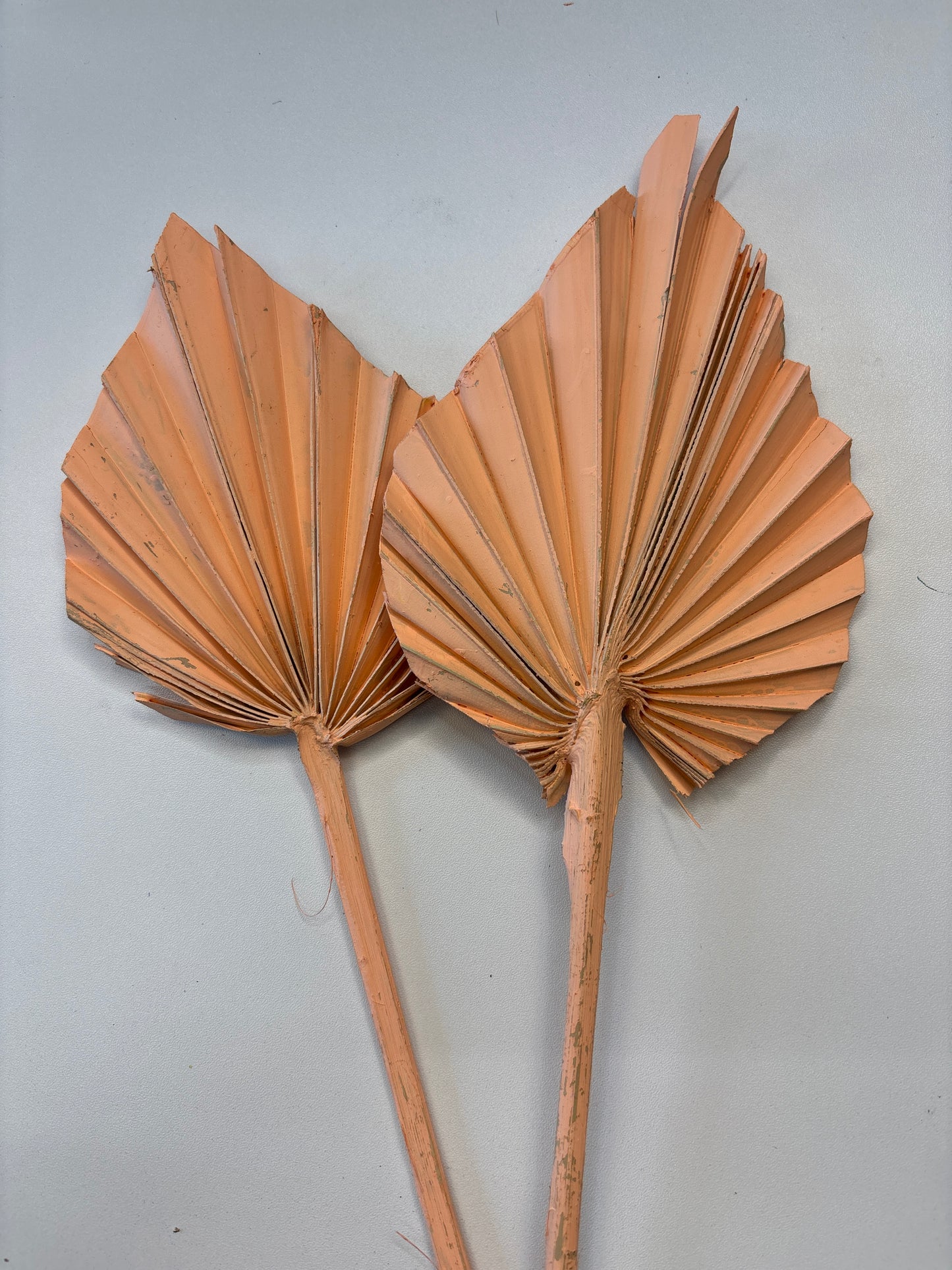 Dried Palms, Peach