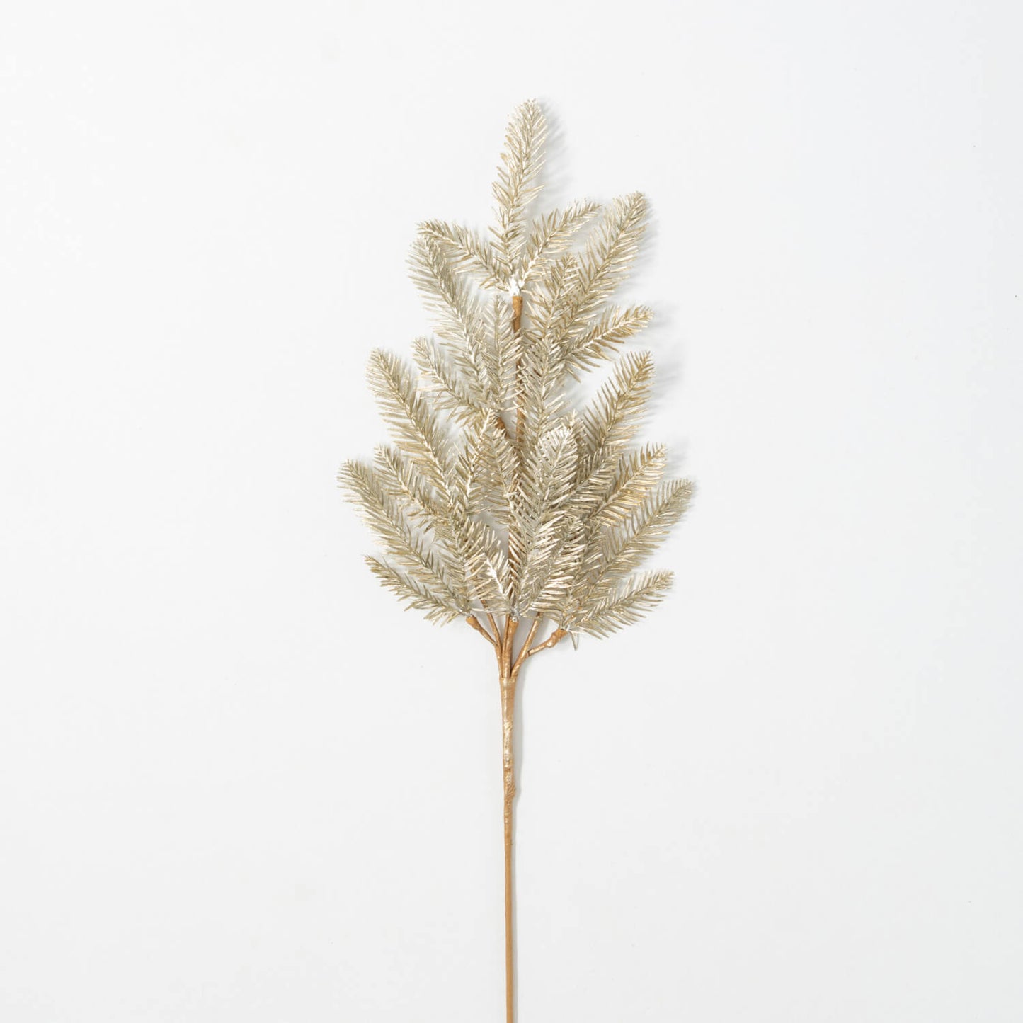 Pine Spray, Champagne