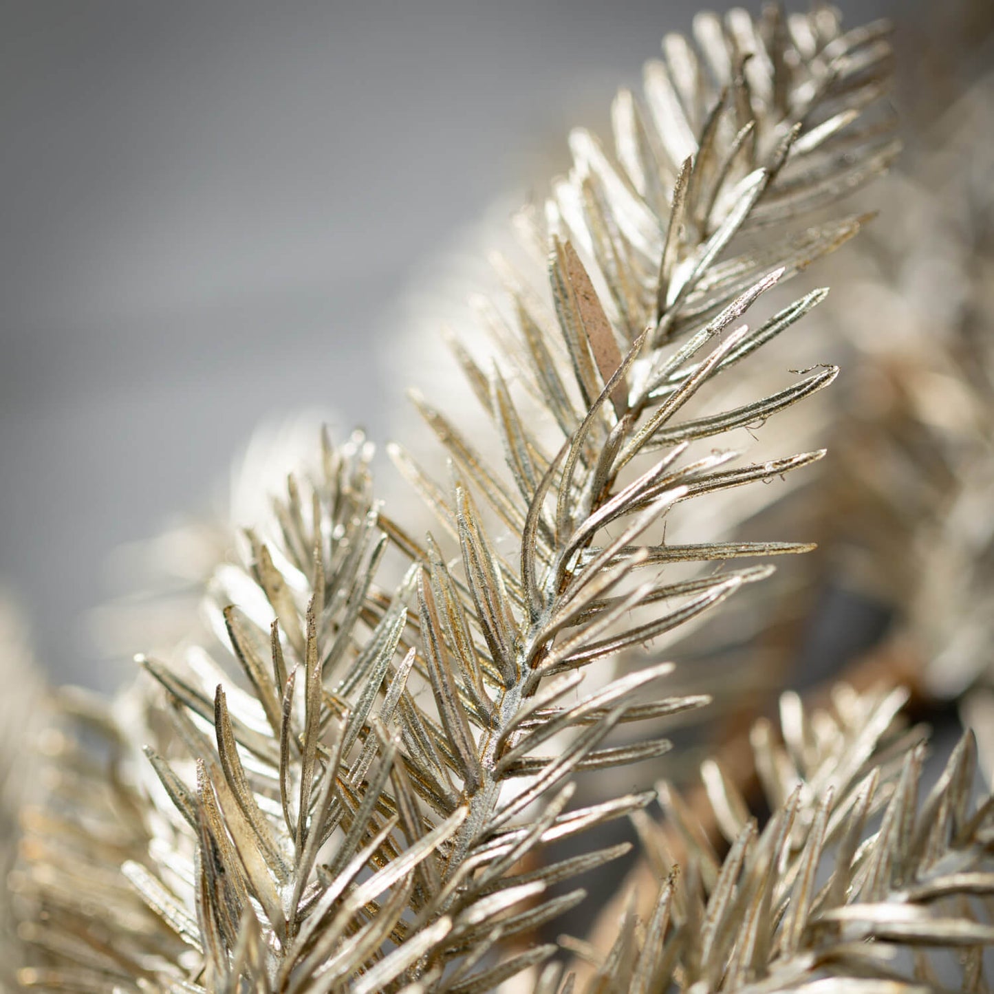 Pine Spray, Champagne