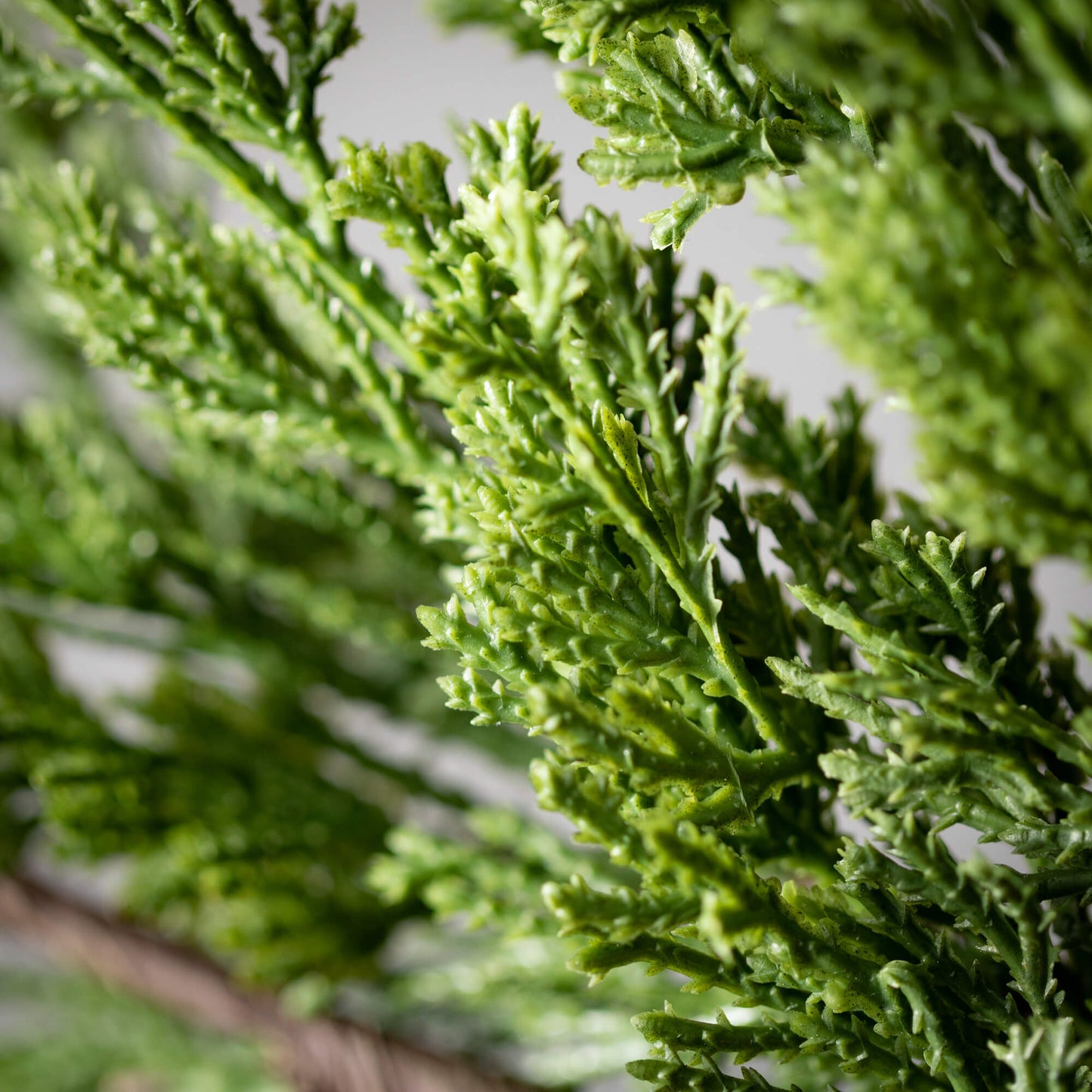 Cedar Spray, Small
