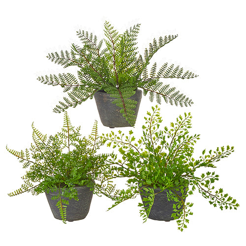 Stem-Potted Fern