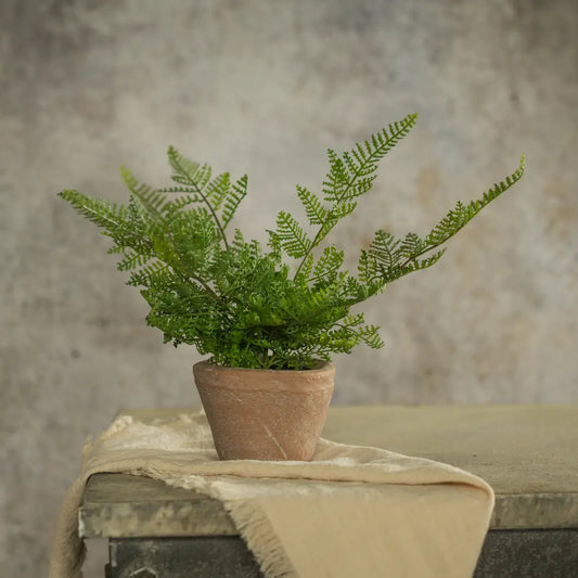 Potted Lace Fern