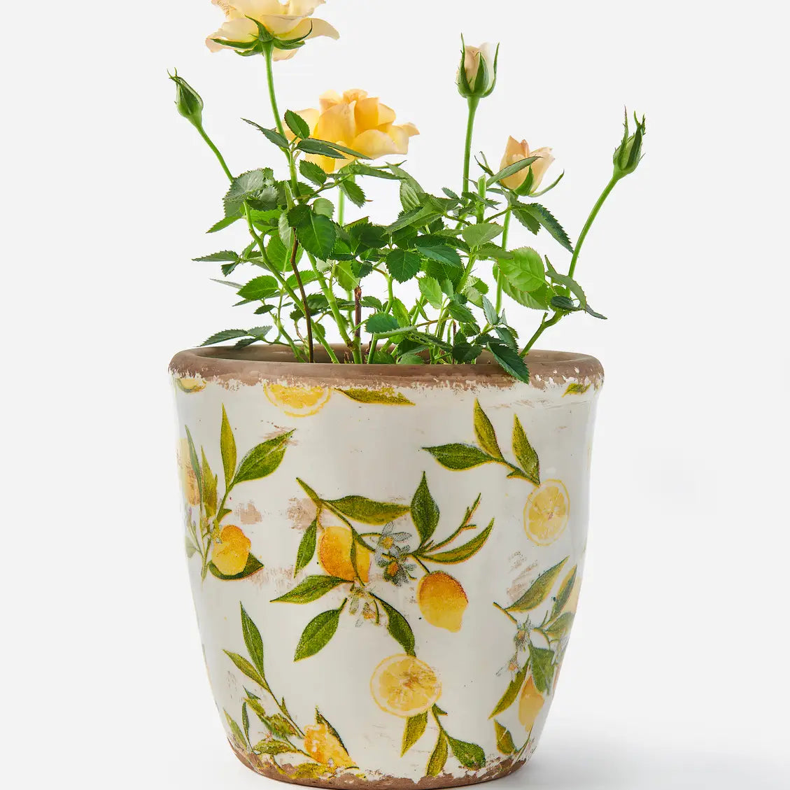 Planter, Lemon Branches (Pre-Order)