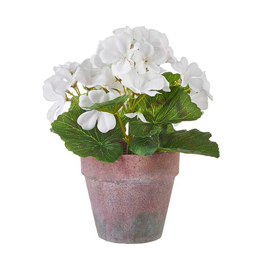 Potted White Geranium (9")