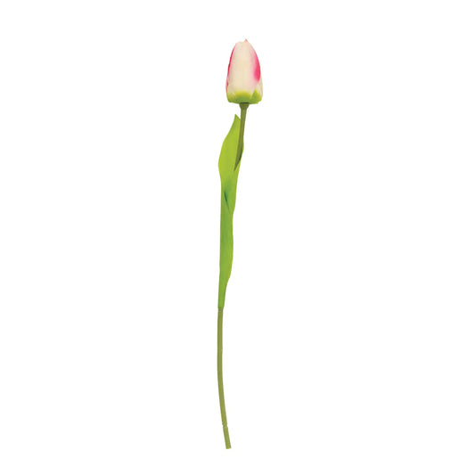 Champagne Tulip Stem, 15.5"