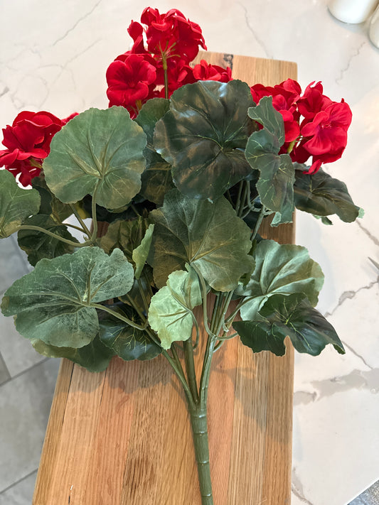 Red Geranium Bush