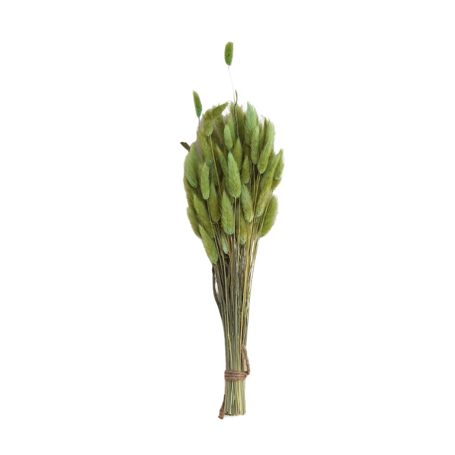 Dried Grass Bunny Tail, Green