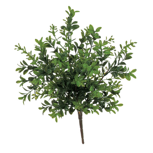 Stems “Boxwood” Plant