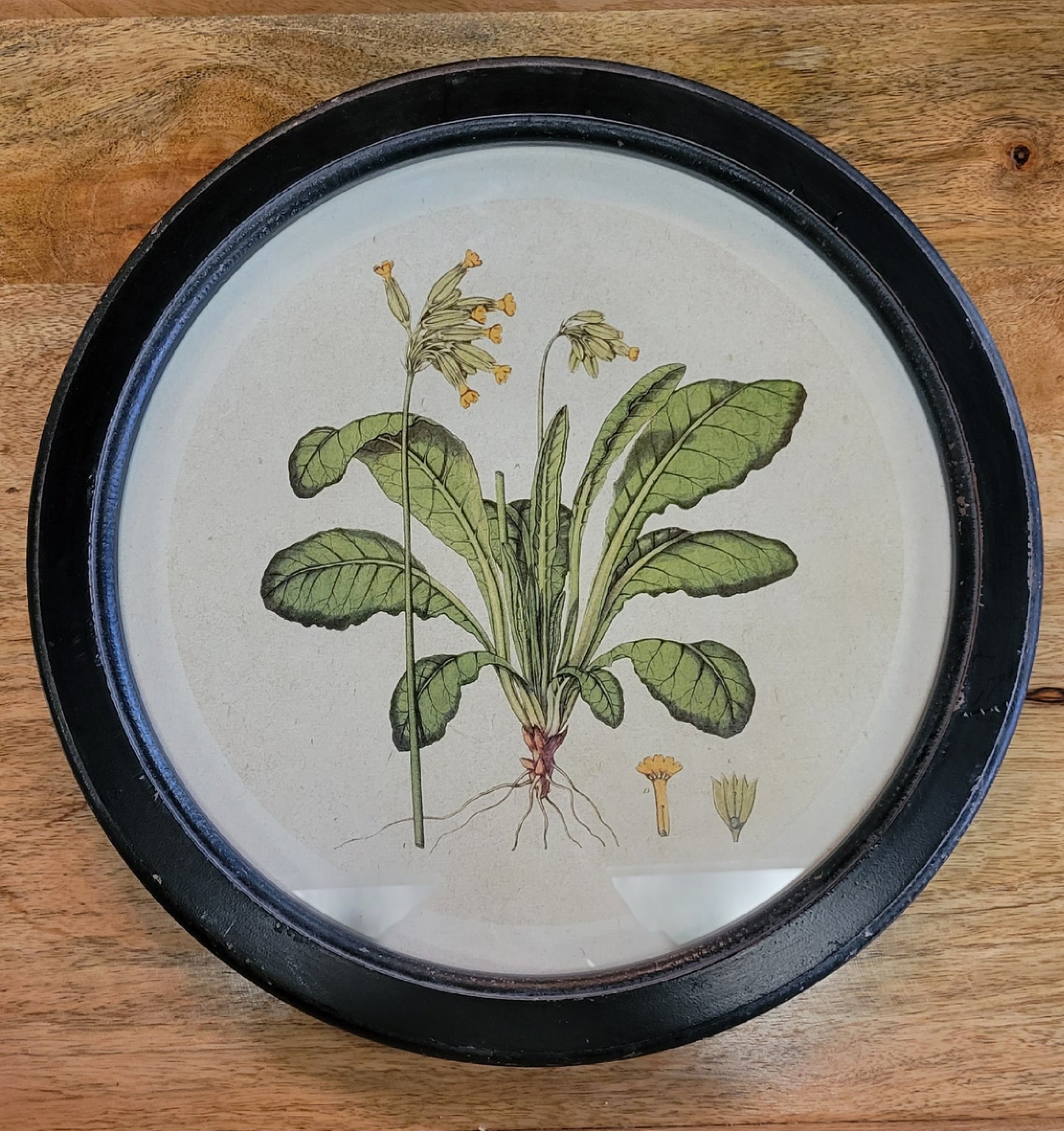 Round Framed Botanical Art