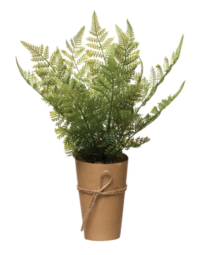 Potted Fern