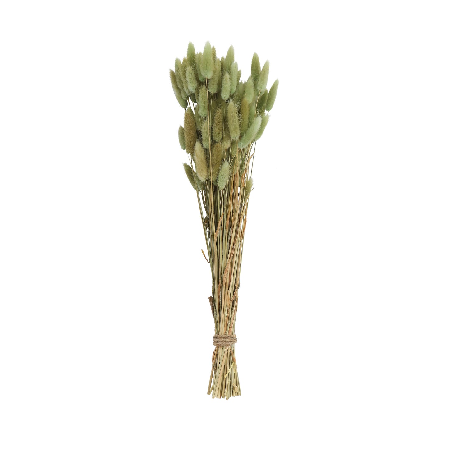 Stem-Dried Natural Bunny Tail Grass