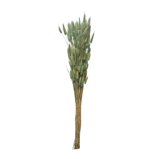 Stem-Dried Natural Bunny Tail, Mint Color