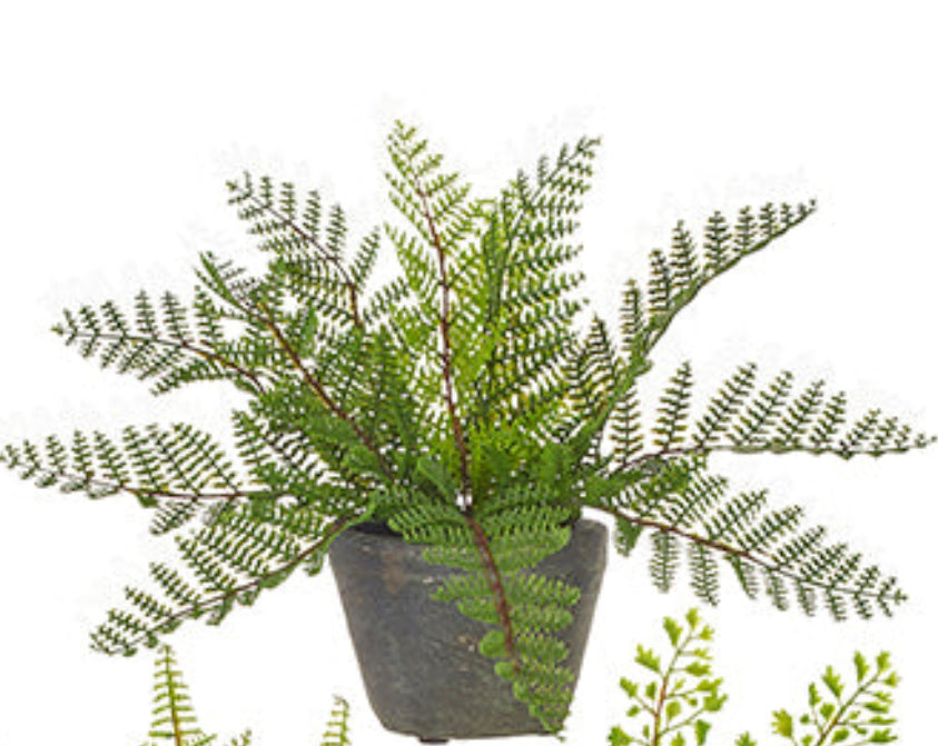 Stem-Potted Fern